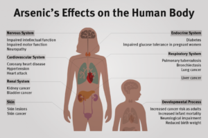 This image outlines the adverse effects arsenic may have on the human body. As shown, arsenic exposure may trigger the development of bladder cancer.
